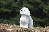 BICHON FRISE 466